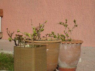 Name:  S6306430.JPG
Views: 2573
Size:  65.4 KB