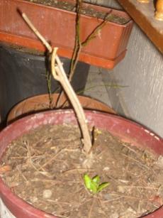 Name:  S6306431.jpg
Views: 2569
Size:  14.6 KB