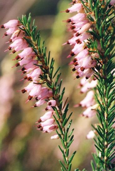 Name:  erica_carnea_occidentalis2.jpg
Views: 19565
Size:  38.6 KB