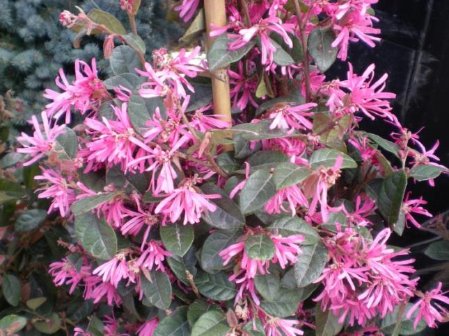 Name:  loropetalum.jpg
Views: 7752
Size:  70.6 KB