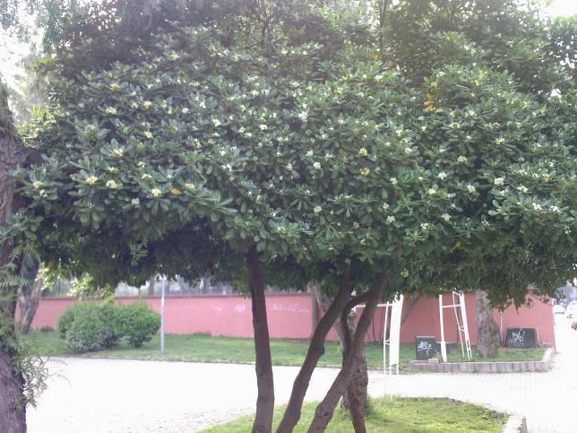 Name:  F  2009-0104.jpg
Views: 30805
Size:  70.5 KB