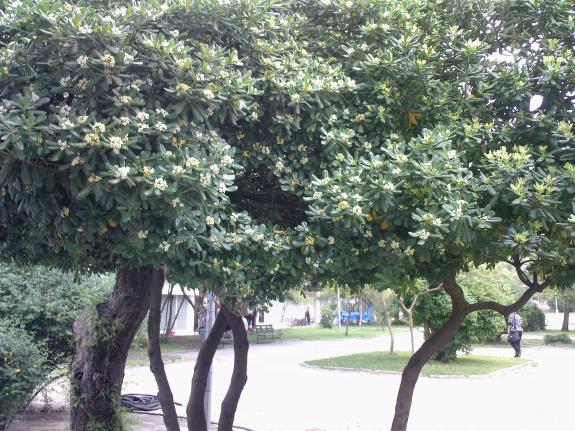 Name:  F  2009-0088.jpg
Views: 30375
Size:  71.2 KB
