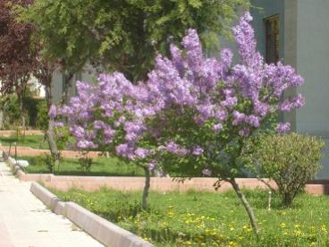 Name:  S6306785.jpg
Views: 3248
Size:  25.0 KB
