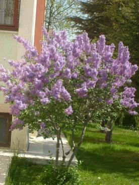 Name:  S6306786.jpg
Views: 3268
Size:  25.1 KB