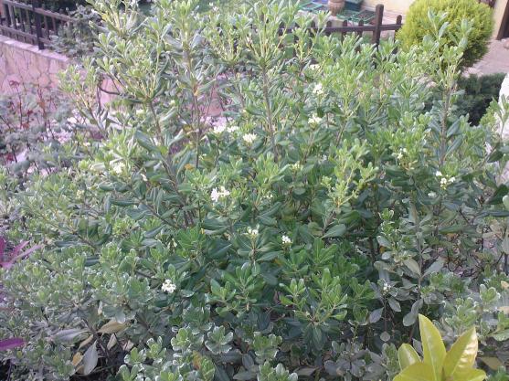 Name:  PTOSPORUM 1.jpg
Views: 30162
Size:  71.8 KB