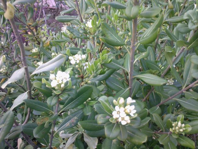 Name:  PTOSPORUM 5.jpg
Views: 30625
Size:  67.0 KB