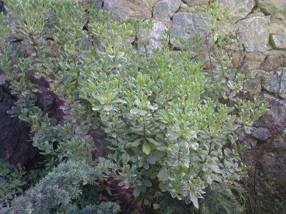 Name:  PTOSPORUM 8.jpg
Views: 30047
Size:  71.5 KB