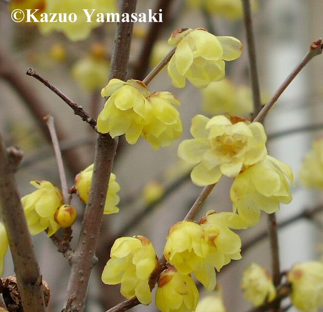 Name:  yamas532md3.jpg
Views: 10317
Size:  67.2 KB
