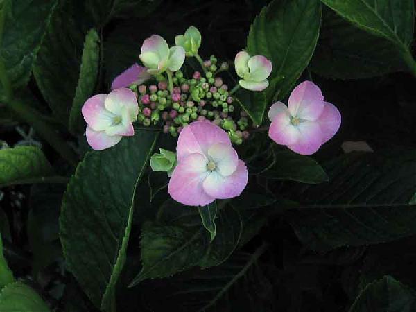 Name:  18_haziran 005.jpg
Views: 6256
Size:  32.1 KB