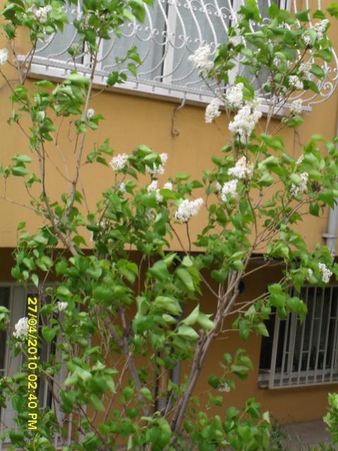 Name:  004-1.jpg
Views: 3274
Size:  60.1 KB