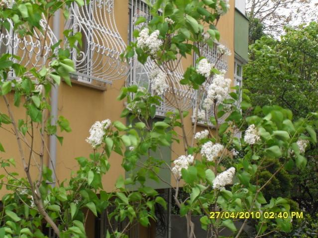 Name:  003-1.jpg
Views: 4643
Size:  67.3 KB