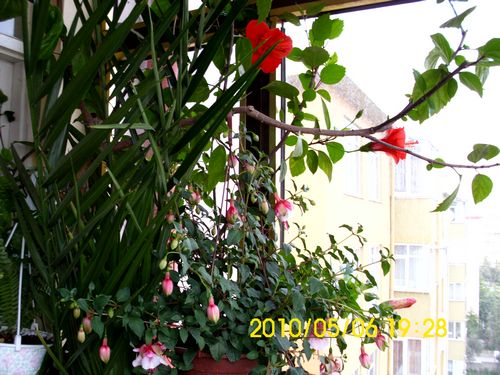 Name:  japongulu.jpg
Views: 2496
Size:  54.2 KB