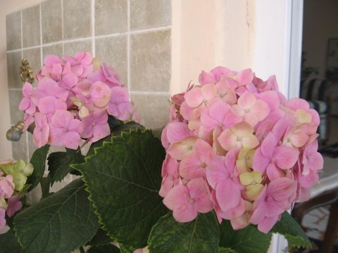 Name:  IMG_7396.JPG
Views: 2176
Size:  40.7 KB