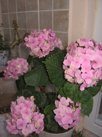 Name:  IMG_7455.JPG
Views: 2165
Size:  46.2 KB