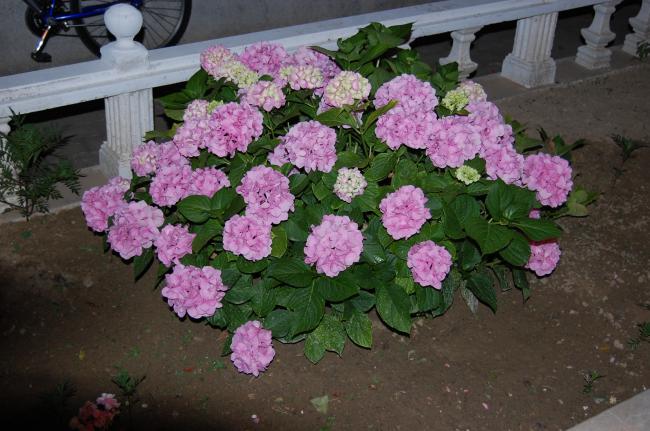 Name:  DSC_0006.jpg
Views: 6465
Size:  53.6 KB