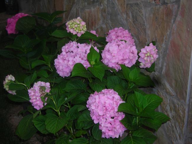 Name:  DSCN2115.jpg
Views: 6367
Size:  46.6 KB