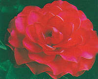 Name:  imperiaflex_0_0_0.jpg
Views: 15564
Size:  5.6 KB