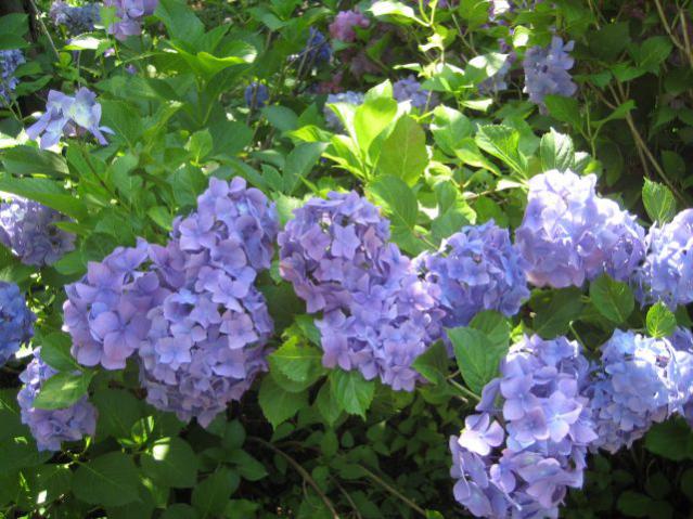 Name:  IMG_2808.jpg
Views: 2406
Size:  62.5 KB