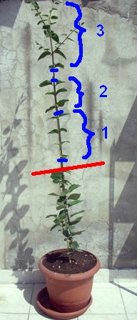 Name:  bonsaiseverful.jpg
Views: 81262
Size:  64.3 KB