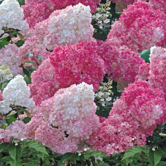 Name:  Hydrangea_paniculata_Vanilla_Strawberry.jpg
Views: 30631
Size:  68.4 KB