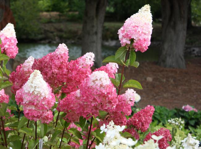 Name:  Hydrangea_paniculata_Vanilla_Strawberry2.jpg
Views: 6729
Size:  56.2 KB