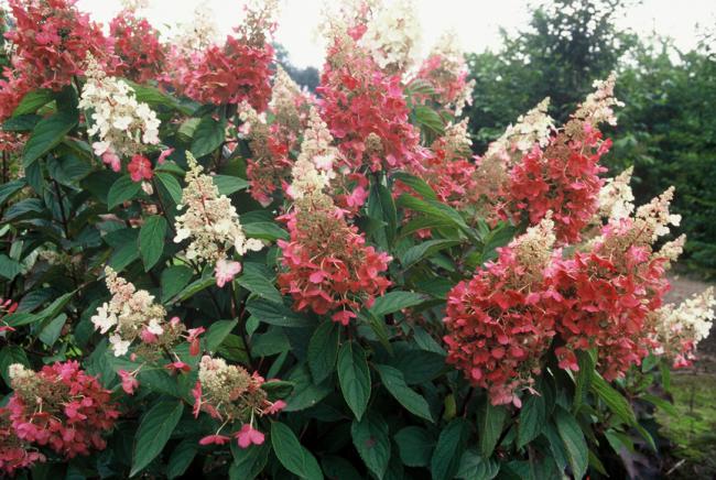 Name:  Hydrangea_paniculata_Pinky_Winky.jpg
Views: 28016
Size:  68.5 KB