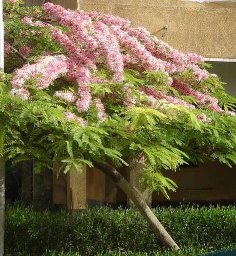 Name:  Cassia Javanica.jpg
Views: 2672
Size:  60.9 KB