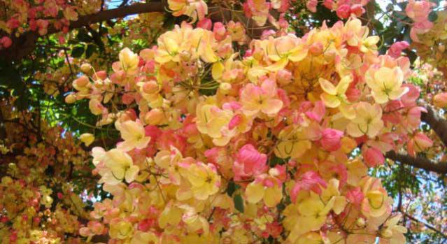 Name:  Cassia_fistulaxjavanica.jpg
Views: 2616
Size:  50.4 KB