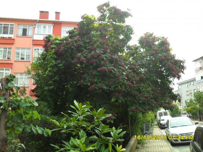 Name:  005.jpg
Views: 3277
Size:  62.8 KB
