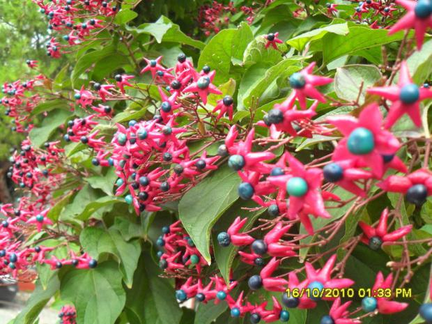 Name:  002.jpg
Views: 4212
Size:  72.0 KB