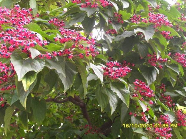 Name:  010.jpg
Views: 3344
Size:  71.5 KB