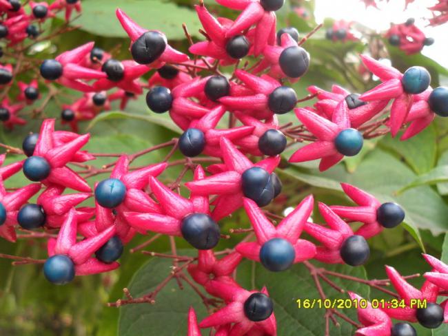 Name:  007.jpg
Views: 3247
Size:  56.6 KB