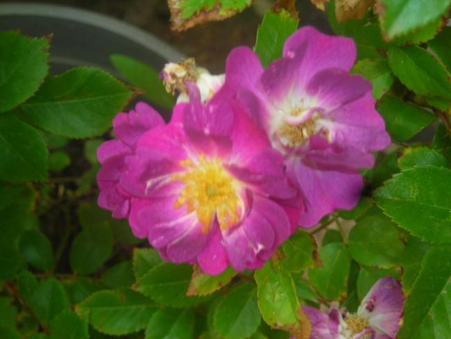 Name:  DSCN1866.jpg
Views: 3342
Size:  34.5 KB