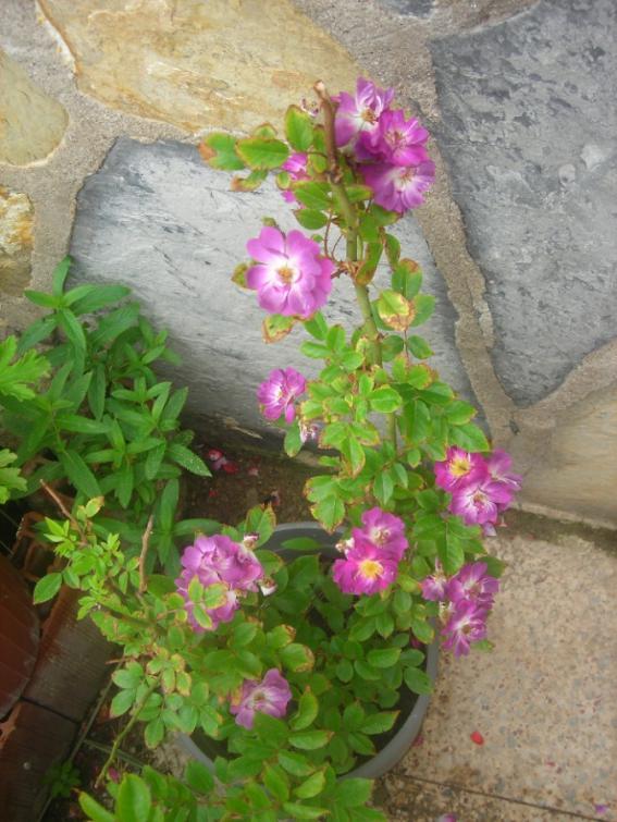 Name:  DSCN1865.jpg
Views: 3155
Size:  73.2 KB