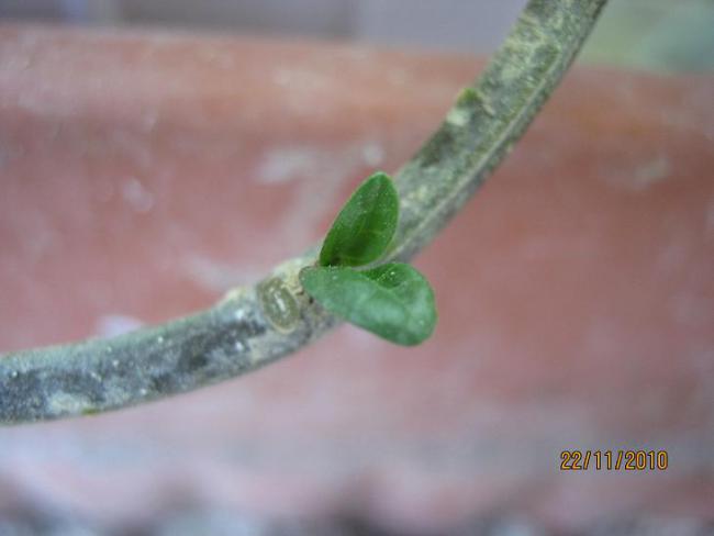 Name:  solanum rantonetti.jpg
Views: 1263
Size:  20.2 KB