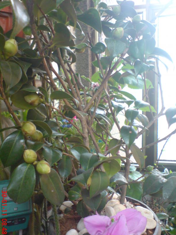 Name:  Resim 091.jpg
Views: 1332
Size:  72.0 KB