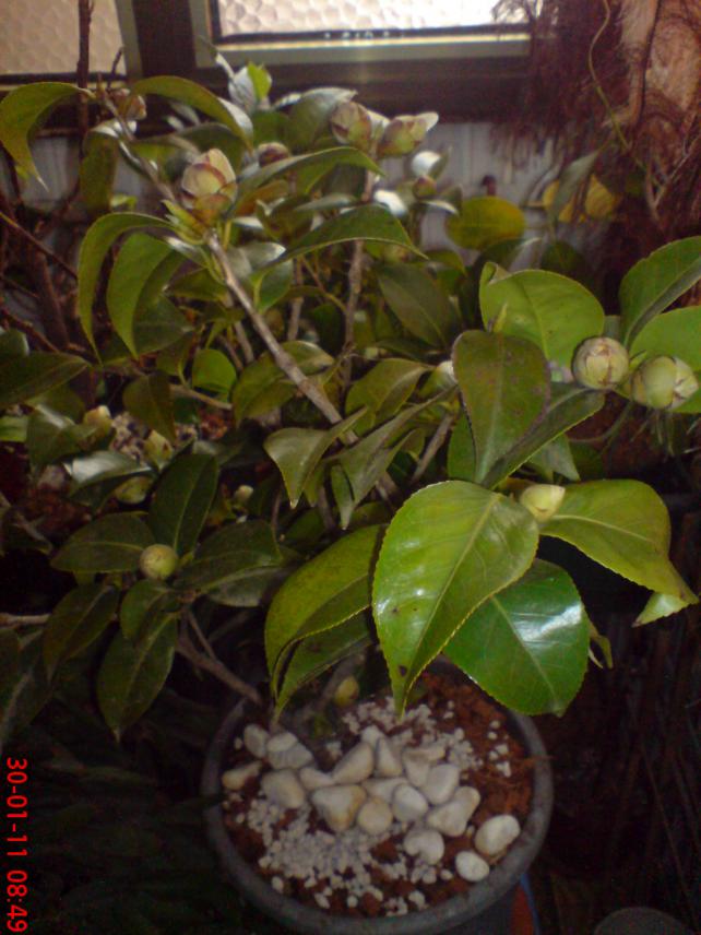 Name:  Resim 092.jpg
Views: 1315
Size:  70.3 KB