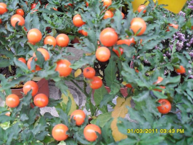 Name:  101.jpg
Views: 1250
Size:  60.0 KB