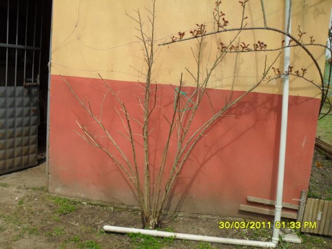 Name:  466.jpg
Views: 1115
Size:  46.5 KB