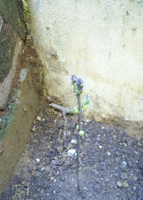 Name:  leylak 4.jpg
Views: 3564
Size:  62.7 KB