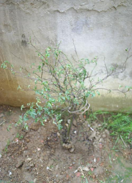 Name:  kuburnu 1.jpg
Views: 2919
Size:  52.4 KB