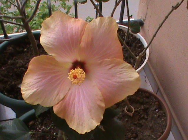 Name:  DSC00230.jpg
Views: 18717
Size:  40.2 KB