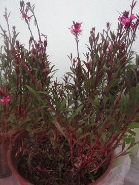Name:  gaura.JPG
Views: 16898
Size:  34.0 KB