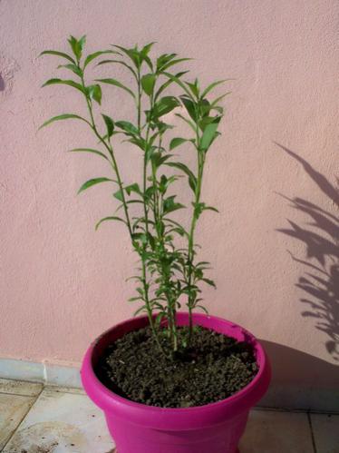 Name:  100_0488.jpg
Views: 863
Size:  28.4 KB