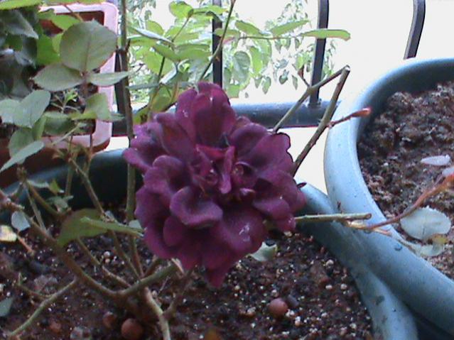 Name:  DSC00286.jpg
Views: 6837
Size:  53.5 KB