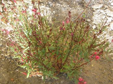 Name:  gaura.JPG
Views: 13960
Size:  51.2 KB