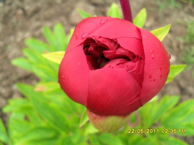 Name:  021.jpg
Views: 1456
Size:  32.4 KB