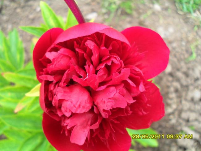 Name:  039.jpg
Views: 1385
Size:  39.8 KB