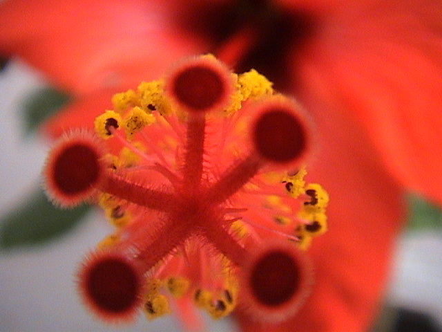Name:  DSC00128.JPG
Views: 18611
Size:  56.1 KB