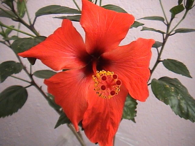 Name:  DSC00121.JPG
Views: 18690
Size:  61.4 KB